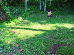 OM-E2-S1 Garden