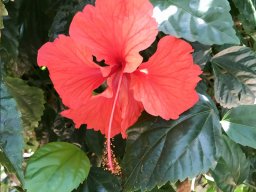 PY Flora Jan 2022