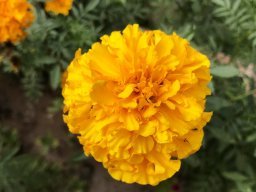 PY Flora Jan 2022