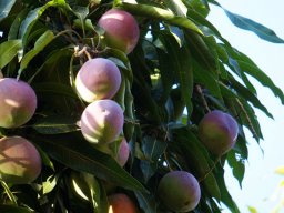PY Edibles Jan 2022