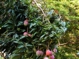 PY Trees Jan 2022