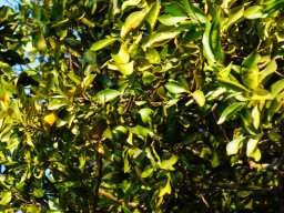 PY Trees Jan 2022