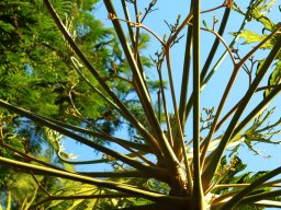 PY Trees Jan 2022
